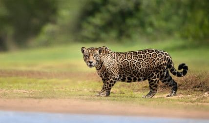 Jaguar Ever