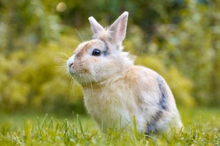 Pet Rabbit