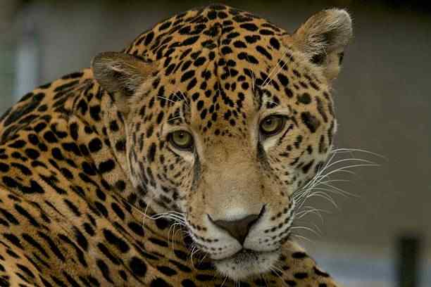 largest jaguar ever