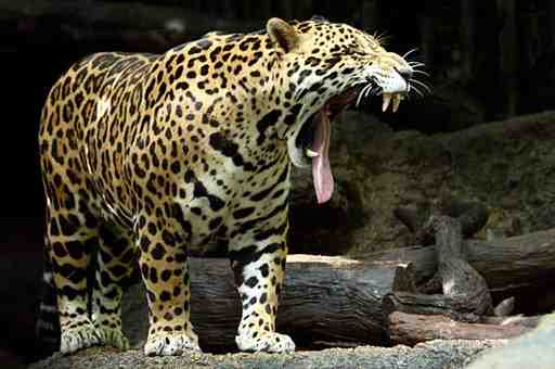 largest jaguar